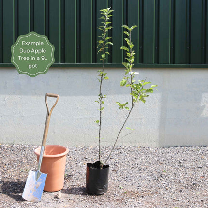 Duo Apple Tree | 'Cox's Orange Pippin' & 'Elstar' Trained Fruit Trees