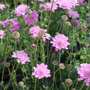 Scabiosa 'Kudo Pink' Perennial Bedding