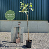 Half-Standard Fig Tree Trained Fruit Trees