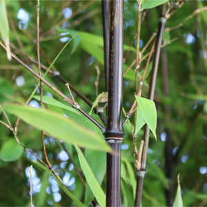 Black Bamboo | Phyllostachys nigra Shrubs