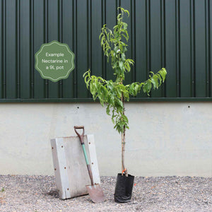 'Flat' Nectarine Tree Fruit Trees