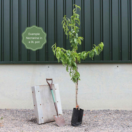 'Flat' Nectarine Tree Fruit Trees