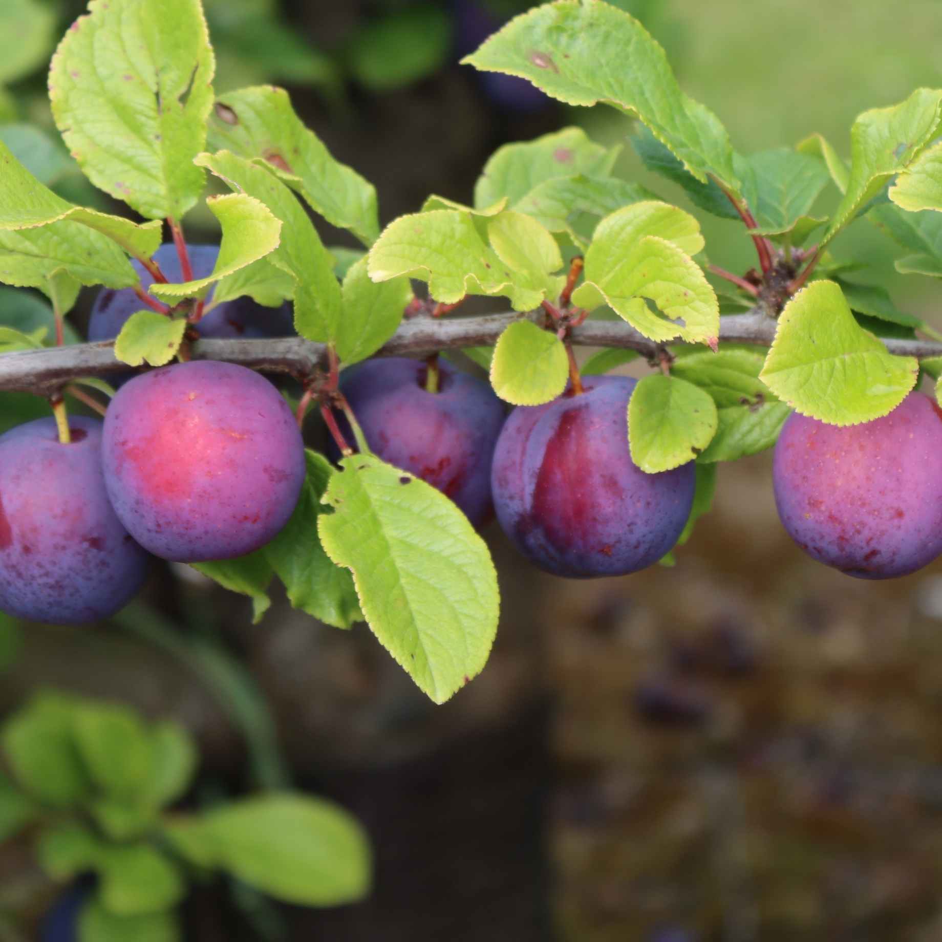 'Jubilee' Plum Tree