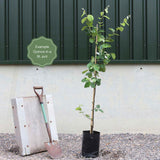 'Meech's Prolific' Quince Tree Fruit Trees