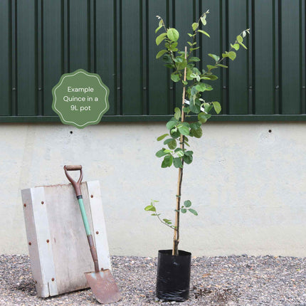 'Meech's Prolific' Quince Tree Fruit Trees