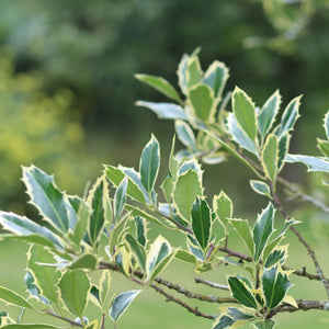 Silver Variegated Holly | Ilex 'Argenteo Marginata' Ornamental Trees