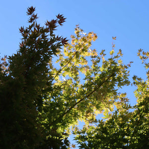 Purple Japanese Maple Tree | Acer palmatum 'Atropurpureum' Ornamental Trees