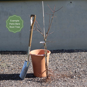 Patio Apple Tree Trained Fruit Trees