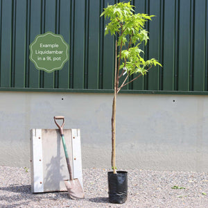 'Thea' Liquidambar Tree Ornamental Trees