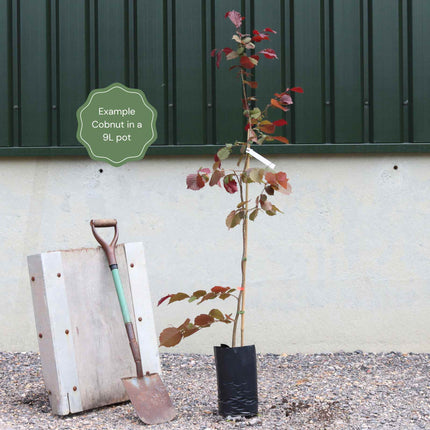 'Cosford' Cobnut Tree | Corylus avellana Fruit Trees