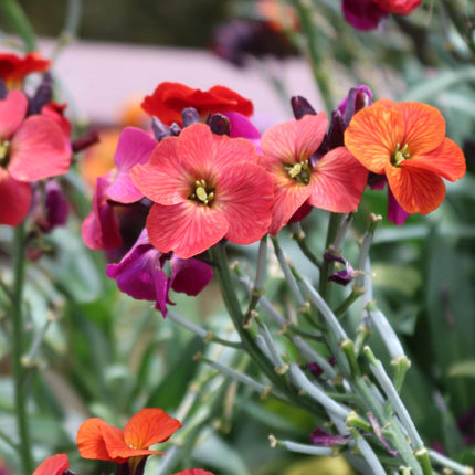 Erysimum 'WallArt Berry Lemonade' Perennial Bedding