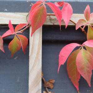 Chinese Virginia Creeper | Parthenocissus henryana Climbing Plants