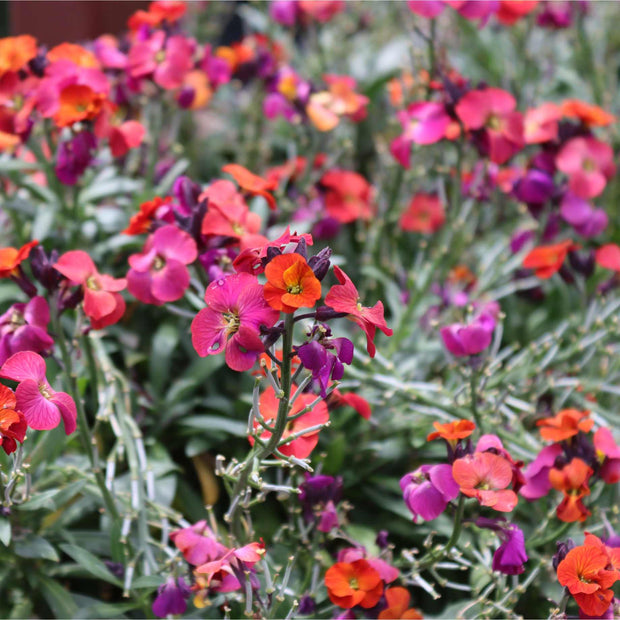 Erysimum 'WallArt Berry Lemonade' Perennial Bedding