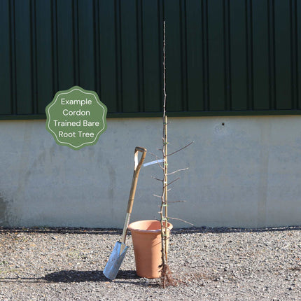 Award-Winning Cordon Fruit Tree Collection | Apple, Pear & Plum Fruit Trees