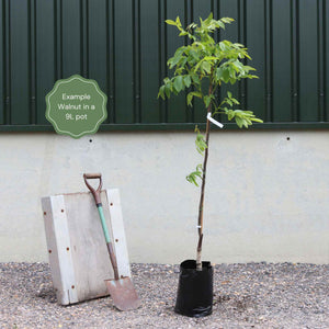 'Europa' Walnut Tree Fruit Trees