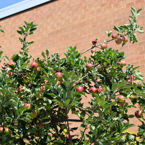 'Lord Lambourne' Apple Tree Fruit Trees