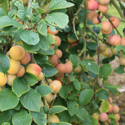 'Imperial Gage' Plum Tree Fruit Trees