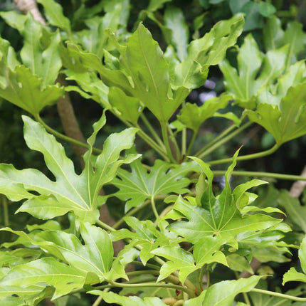 Fatsia japonica Shrubs