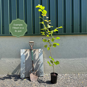 'Rote Zellernuss' Filbert Tree | Red Filbert Tree Fruit Trees