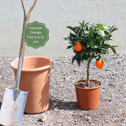 Patio Orange Tree | Sweet Orange Trained Fruit Trees