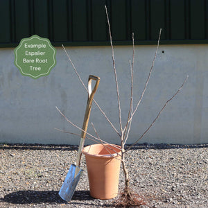 Espalier Apple Tree Trained Fruit Trees