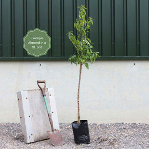 Almond Tree | Prunus dulcis 'Robijn' Trained Fruit Trees