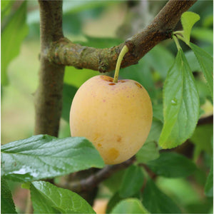 'Imperial Gage' Plum Tree Fruit Trees