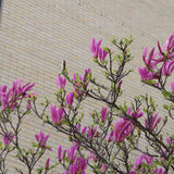 Dwarf Purple Magnolia Tree | Magnolia 'Susan' Ornamental Trees