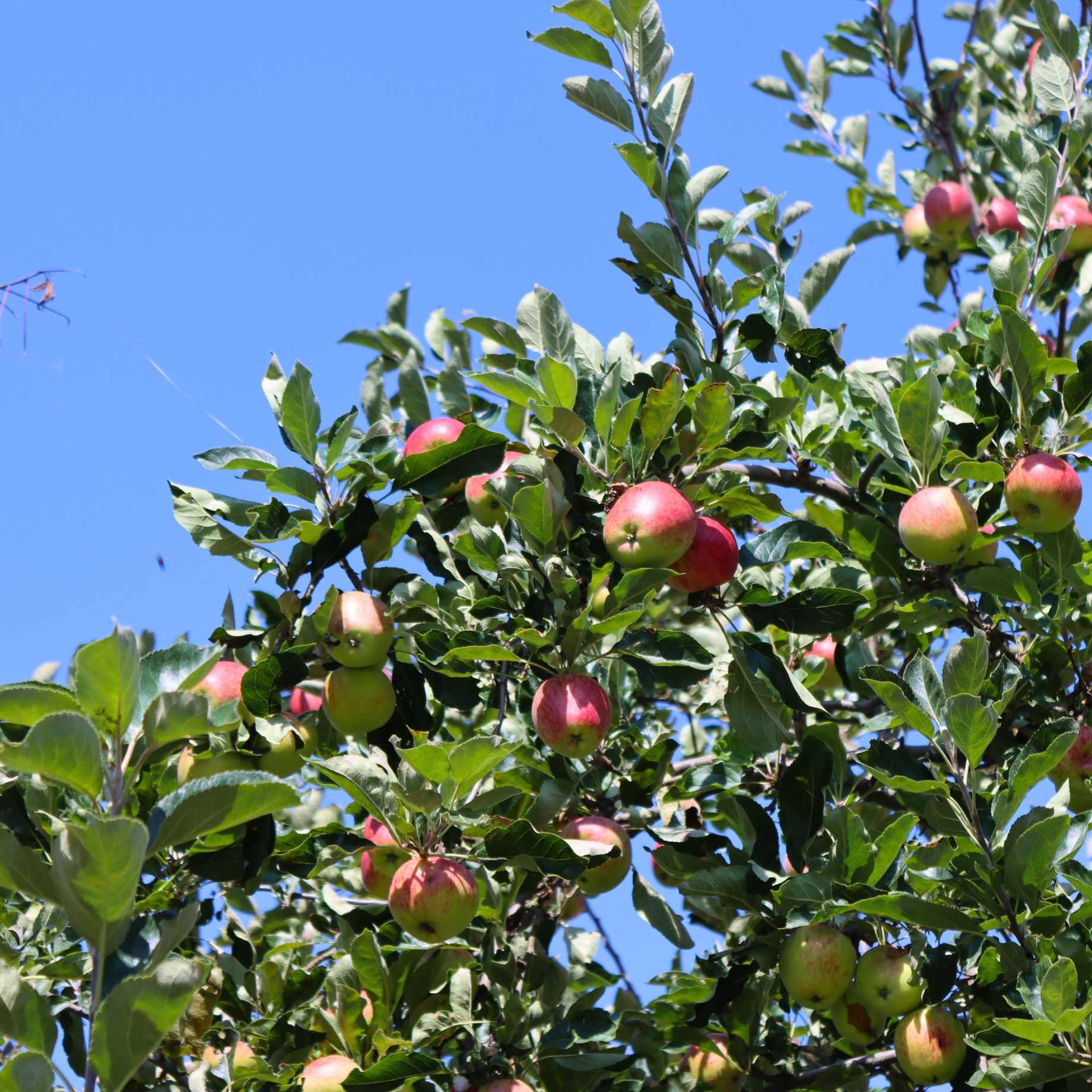 'Beauty Of Bath' Apple Tree