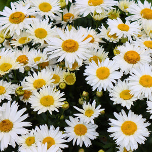 Leucanthemum 'Madonna' 3L Pot Perennial Bedding