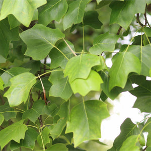 Tulip Tree | Liriodendron tulipifera Ornamental Trees