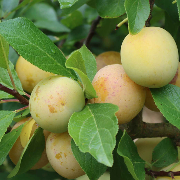 'Imperial Gage' Plum Tree Fruit Trees