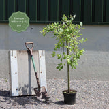 The Best Tree Gifts Trained Fruit Trees