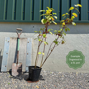 Variegated White Flowering Dogwood Tree | Cornus florida 'Rainbow' Ornamental Trees