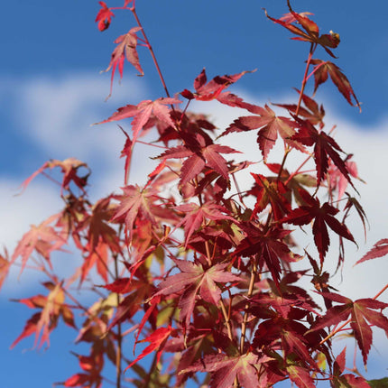 Japanese Maple Tree | Acer palmatum 'Katsura' Ornamental Trees