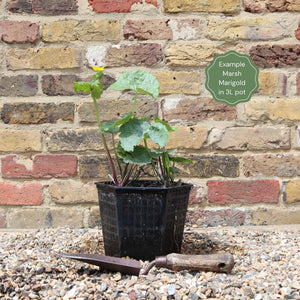 Giant Marsh Marigold | Caltha Palustris Polypetala Pond Plants