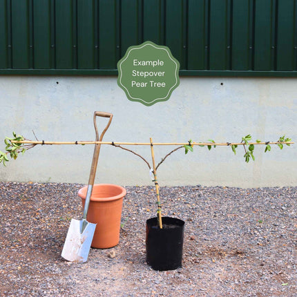 Stepover Pear Tree Trained Fruit Trees