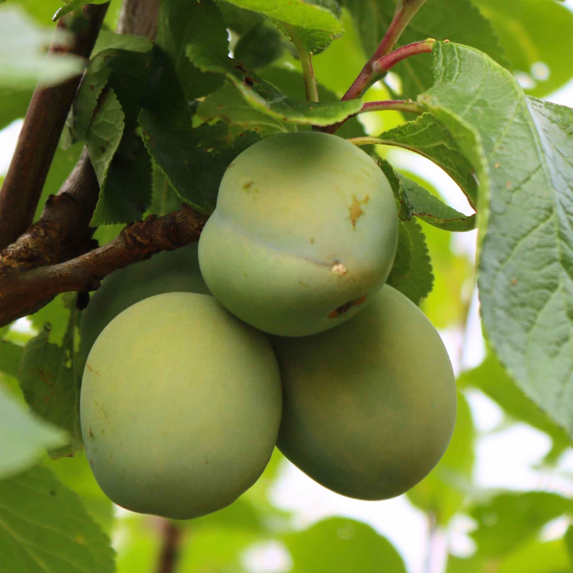 'Old Greengage' Plum Tree