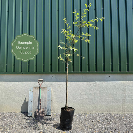 Champion' Quince Tree Fruit Trees