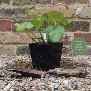 Giant Marsh Marigold | Caltha Palustris Polypetala Pond Plants