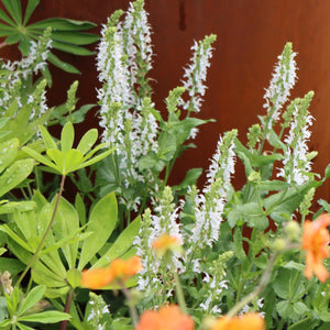 Salvia 'Lyrical White' Perennial Bedding