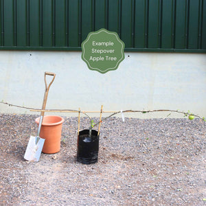 Stepover Apple Tree Trained Fruit Trees