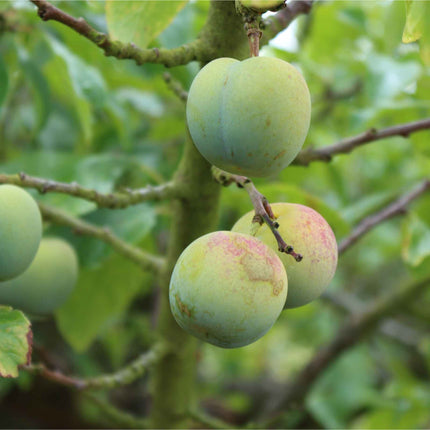 'Old Greengage' Plum Tree Fruit Trees