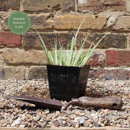 Variegated Sweet Flag | Acorus calamus 'Variegatus' Pond Plants