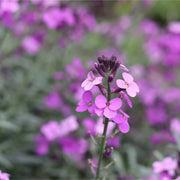 Erysimum 'Wallflower Poem Lilac' Perennial Bedding