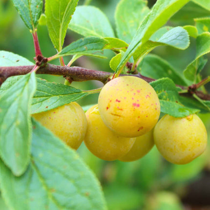 'Mirabelle De Nancy' Plum Tree Fruit Trees