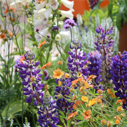 Lupin Legendary 'Shades of Blue' Perennial Bedding