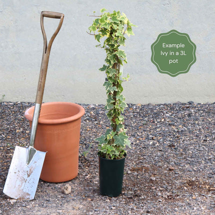 Variegated Ivy | Hedera helix 'Clotted Cream' Climbing Plants