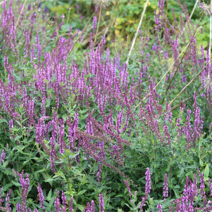 Salvia 'Merleau Rose' Perennial Bedding