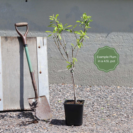 Patio Plum Tree Trained Fruit Trees